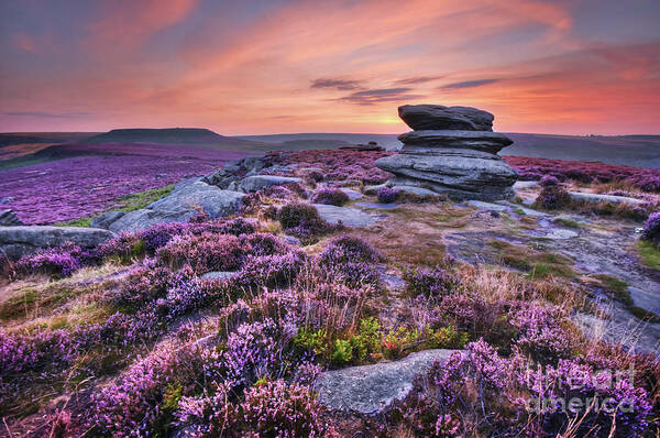 Flower Poster featuring the photograph Owler Tor 49.0 by Yhun Suarez