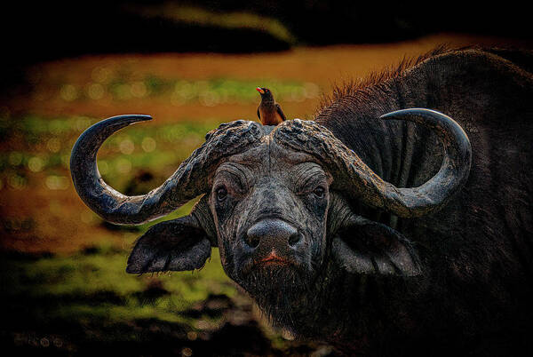 Cape Buffalo Poster featuring the photograph Ox Pecker by Darcy Dietrich