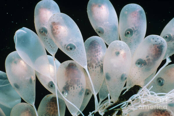 00153051 Poster featuring the photograph Pacific Giant Octopus Eggs by Fred Bavendam