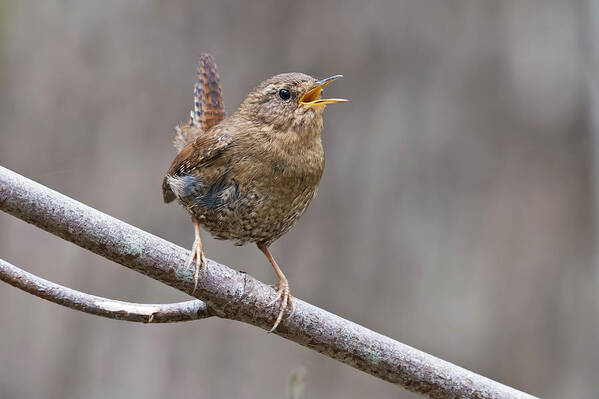 Wren Poster featuring the photograph Pacific-winter Wren by Terry Dadswell