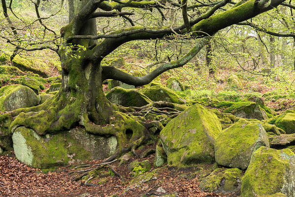 Peak District Poster featuring the photograph Padley Woods, The Peak District, England by Sarah Howard
