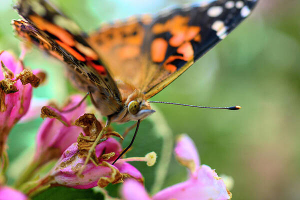 Butterfly Poster featuring the photograph Painted lady butterfly feeding by Dan Friend