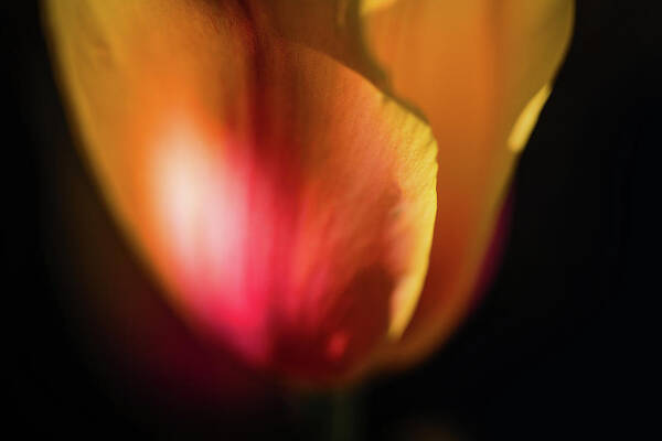  Poster featuring the photograph Painterly Tulip by Nicole Engstrom