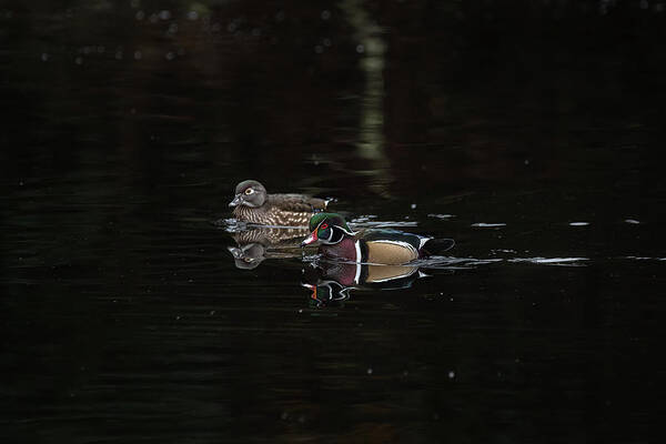 Wood Duck Poster featuring the photograph Pair of Wood Ducks by Jerry Cahill