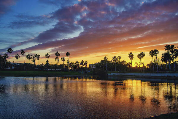 Coconut Trees Poster featuring the photograph Palm Beach Gardens Sunset at Gardens Parkway Lake by Kim Seng