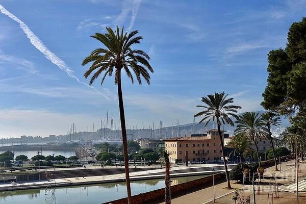 Palm Tree Poster featuring the photograph Palma de Mallorca by Elisabeth Derichs