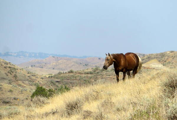 Palomino Poster featuring the photograph Palomino in the Badlands by Katie Keenan