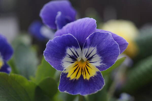 Macro Poster featuring the photograph Pansy. MacFlower. by Elena Perelman