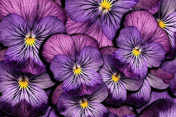 Pansy Poster featuring the photograph Pansy Proximity by Vanessa Thomas