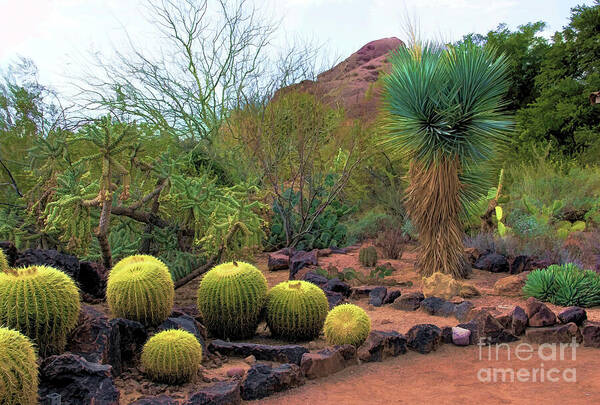 Jon Burch Poster featuring the photograph Papago and Barrels by Jon Burch Photography