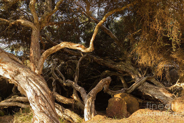 Tree Poster featuring the photograph Paperbark Trees by Elaine Teague