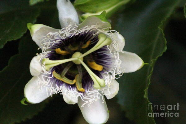 Passion Fruit Poster featuring the photograph Passion Flower Closeup 2 by Colleen Cornelius