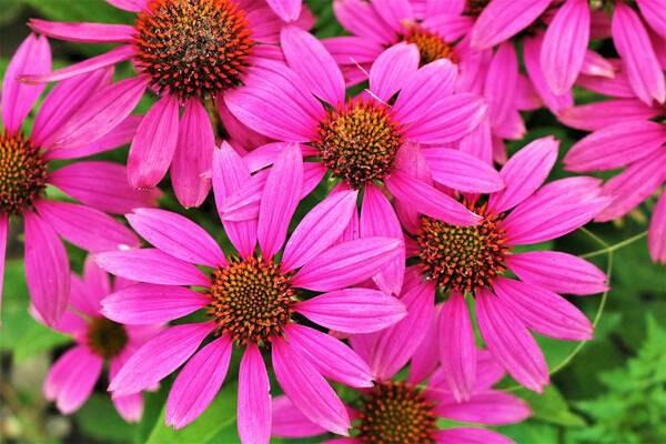 Nature Poster featuring the photograph Passionately Pink Coneflowers by Sheila Brown