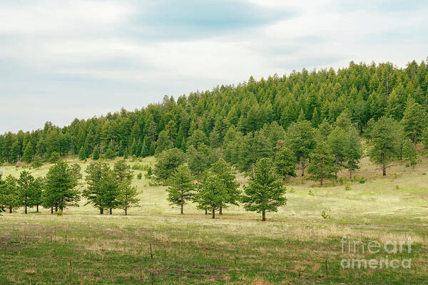 Green Poster featuring the photograph Peaceful Greens by Ana V Ramirez