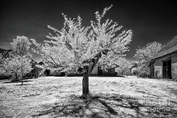 Top Artist Poster featuring the photograph Peach Tree in Krska Vas by Norman Gabitzsch