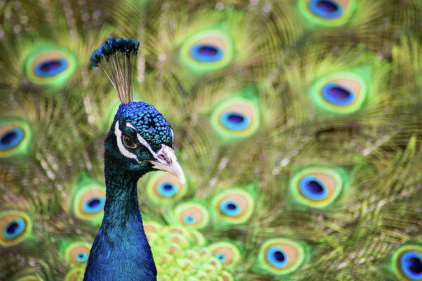 Nicola Nobile Poster featuring the photograph Peacock Pride I by Nicola Nobile