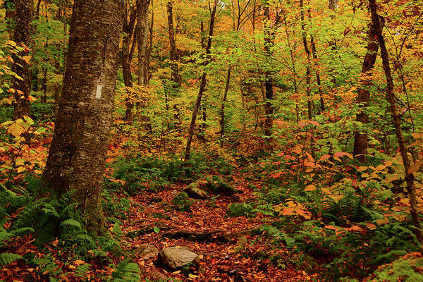 Peak Color In Vermont On The Appalachian Trail Poster featuring the photograph Peak Color in Vermont on The Appalachian Trail by Raymond Salani III