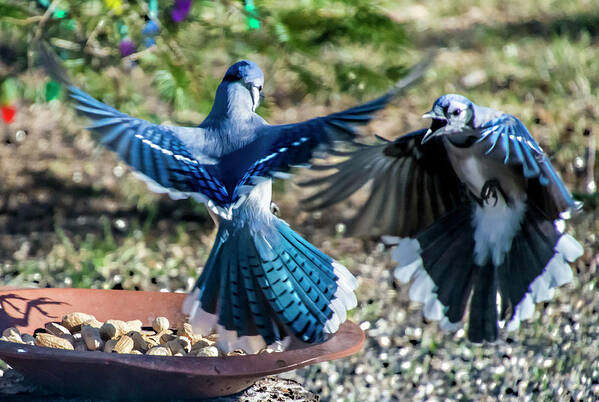 Bird Poster featuring the photograph Peanut Dispute by Cathy Kovarik