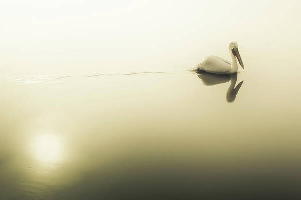Lake Poster featuring the photograph Pelican at Lake Kerkini by Ioannis Konstas