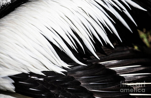 Feathers Poster featuring the photograph Pelican feathers by Sheila Smart Fine Art Photography