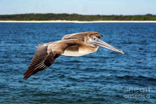 Pelican Poster featuring the photograph Pelican In Flight by Beachtown Views