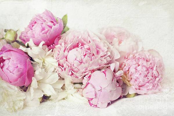 Peony Poster featuring the photograph Peonies On White by Sylvia Cook