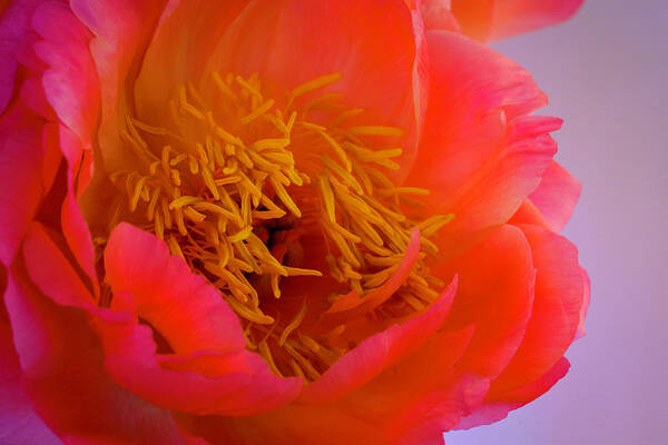 Peony Poster featuring the photograph Peony Blossoms in Spring 3 by Lindsay Thomson