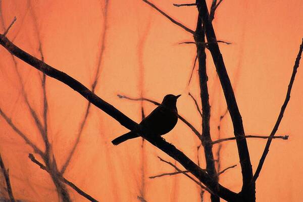 Bird Poster featuring the photograph Perched Silhouette Orange by Jason Fink