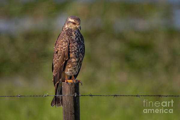 Kite Poster featuring the photograph Perched Snail Kite by Tom Claud