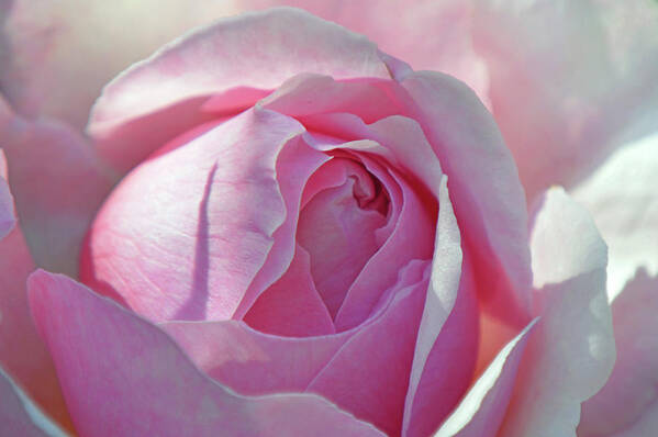 Rose Poster featuring the photograph Perfection In Pink. by Terence Davis