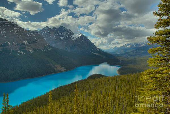 Peyto Poster featuring the photograph Peyto Lake And A Pine by Adam Jewell