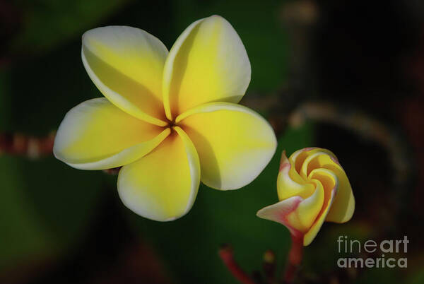 Big Island Poster featuring the photograph Phases of Plumeria Blossoms by Nancy Gleason