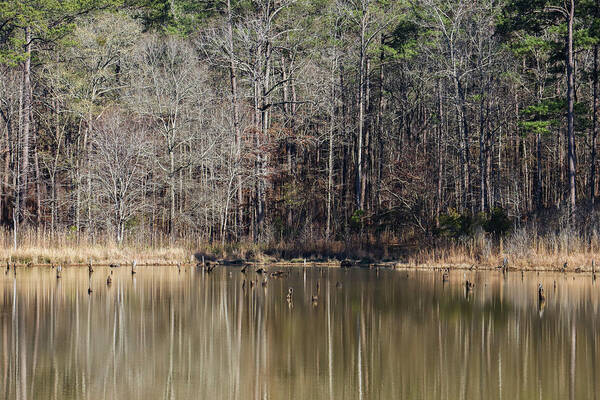 Piedmont National Wildlife Refuge Poster featuring the photograph Piedmont Refuge Pond Splendor by Ed Williams