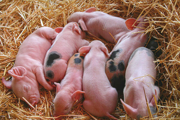 Piglets Poster featuring the photograph Piglets by Sally Bauer