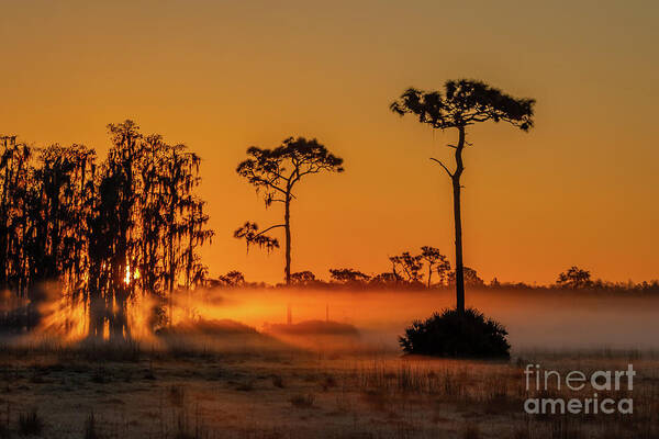 Sun Poster featuring the photograph Pine and Cypress Sunrise by Tom Claud