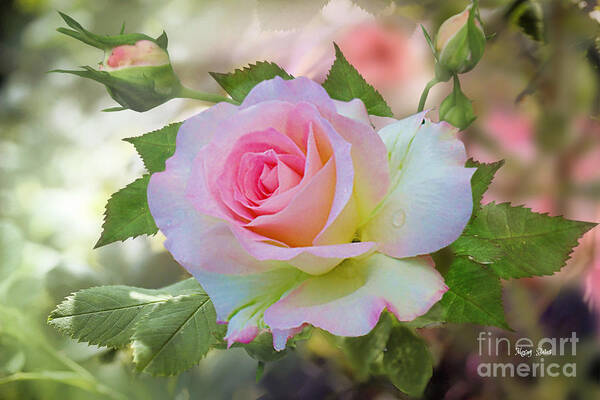 Pink Rose Poster featuring the photograph Pink Blush by Morag Bates