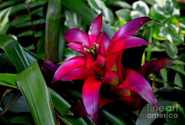 Pink Bromeliad Photograph Poster featuring the photograph Pink Bromeliad by Expressions By Stephanie
