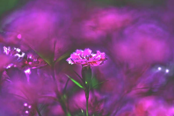 Pink Carnation Poster featuring the photograph Pink Carnation by Az Jackson