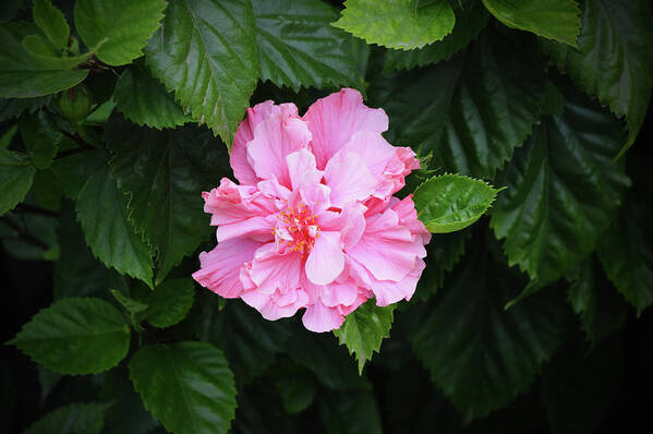 Flower Poster featuring the photograph Pink Double Bloom Hibiscus Flower in Shade by Gaby Ethington