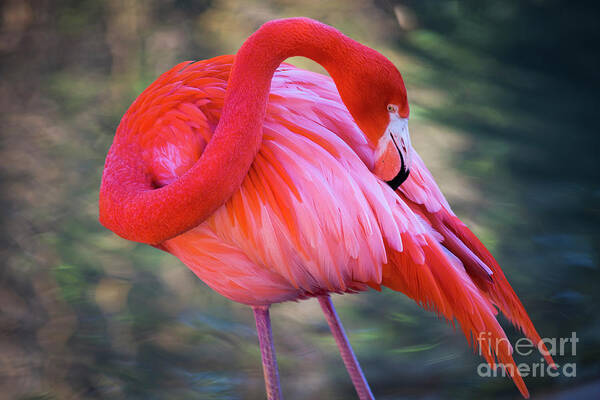 Flamingo Poster featuring the photograph Pink Flamingo by Erin Marie Davis