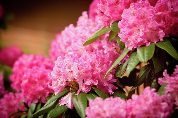 Flowers Poster featuring the photograph Pink Flower Clusters by Rich S