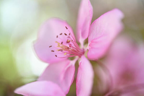 Pink Blossom Poster featuring the photograph Pink by Leanna Kotter