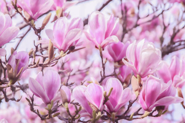 Magnolia Poster featuring the photograph Pink Magnolia Blossoms by Sally Bauer