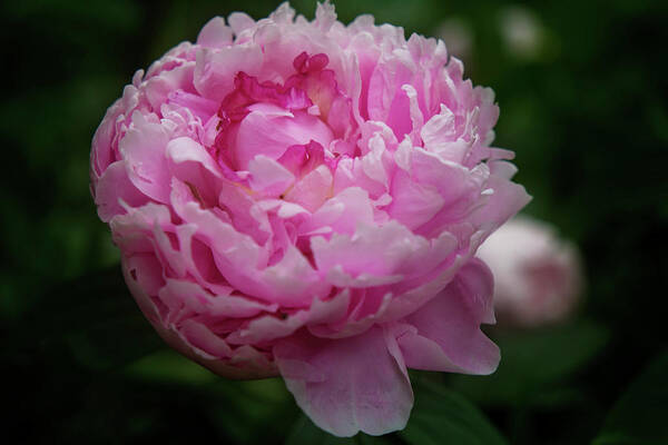 Peony Poster featuring the photograph Pink Peony by Toni Hopper