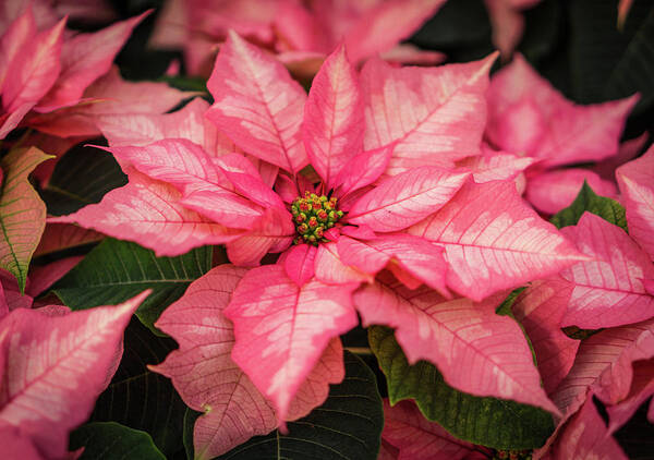 Poinsettia Poster featuring the photograph Pink Poinsettia Closeup by Ann Moore