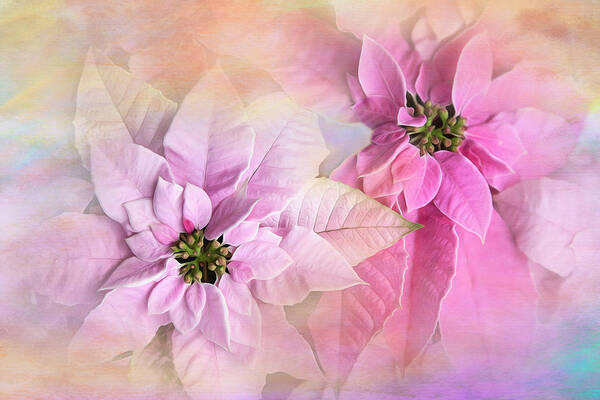 Poinsettia Poster featuring the photograph Pink Poinsettias by Theresa Tahara