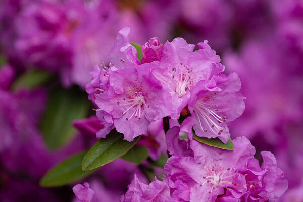 Rhododendron Poster featuring the photograph Pink Rhododendron by Linda Bonaccorsi