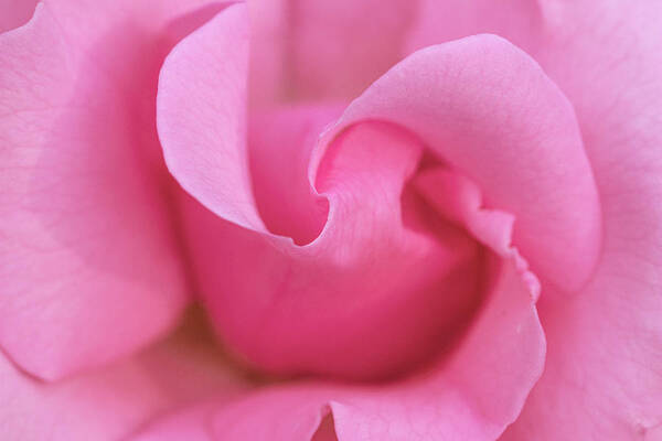 Pink Poster featuring the photograph Pink rose macro by Gareth Parkes