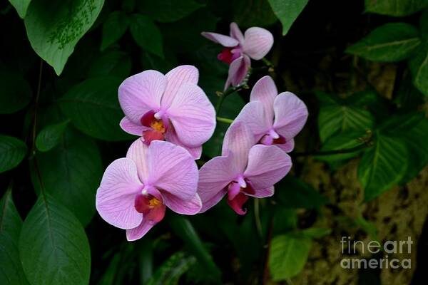 Pink Phalaenopsis Orchid Photograph Poster featuring the photograph Pink Striped Orchid by Expressions By Stephanie
