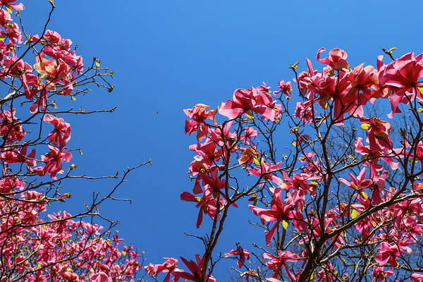 Tree Poster featuring the photograph Pink Trees at Smith-Gilbert Botanical Gardens by Marcus Jones